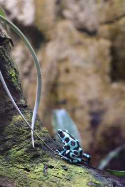 Bir kurbağaya yaklaş.