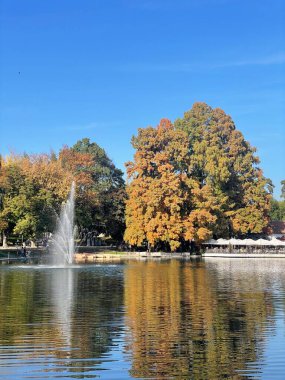 Ağaçlar ve yapraklarla dolu güzel sonbahar manzarası