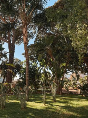 Açık bir günde, güneşin altında yeşilliklerle çevrili güzel bir park görüntüsü.