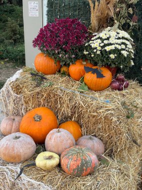 balkabakları ve diğer sebzeler bahçede yerde