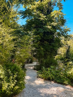 Parktaki yeşil orman