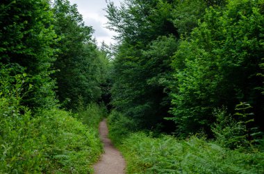 Tarla çiçeği, yaz mevsiminde orman bitkisi .