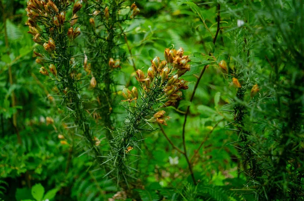 夏季的野花 森林植物 — 图库照片