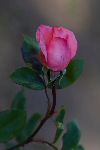 Knospe Einer Rosa Rose Garten — Stockfoto