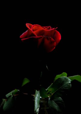 Siyah arkaplanda kırmızı gül
