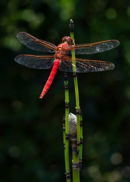 Libelle Posiert Auf Einer Pflanze — Stockfoto