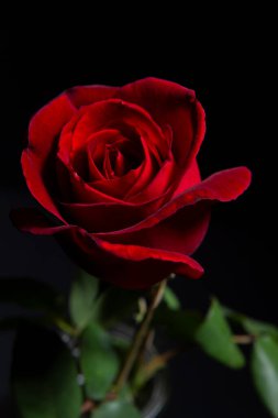 Siyah arkaplanda kırmızı gül