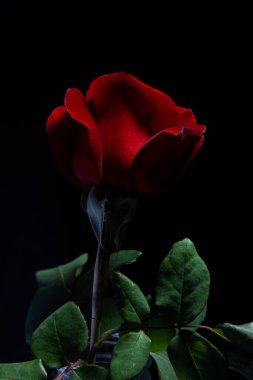 Siyah arkaplanda kırmızı gül