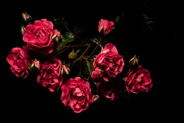 Small Pink Roses Lit Dark Stok Gambar