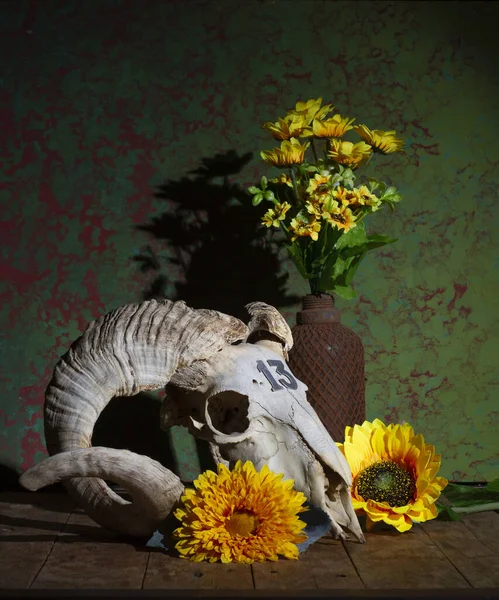 Natureza Morta Crânio Mouflon Com Flores Amarelas — Fotografia de Stock