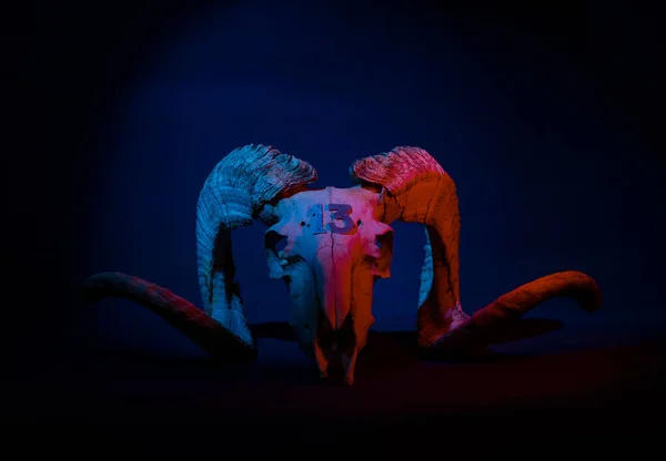Mouflon Κρανίο Φωτίζεται Χρωματιστά Φώτα — Φωτογραφία Αρχείου