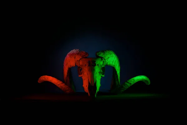 Crânio Mouflon Iluminado Com Luzes Coloridas — Fotografia de Stock
