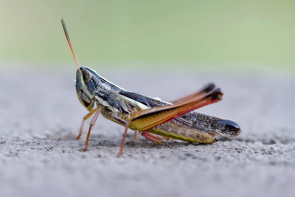 Macro Locust Migratory Locust — Stock Photo, Image