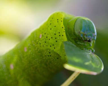 Büyük yeşil bir tırtıl. Bir sarmaşıkta oturur