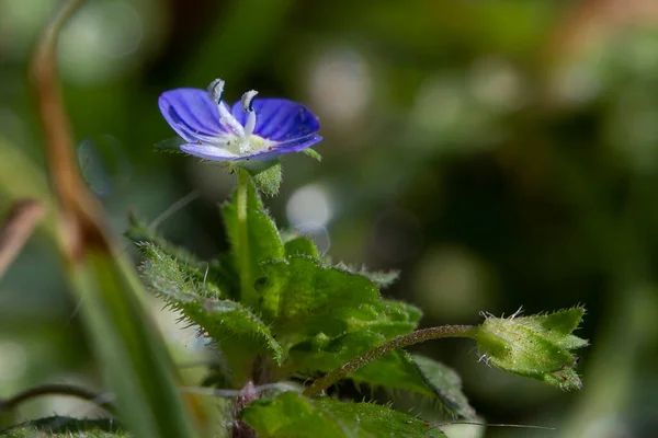 Κοντινό Πλάνο Ενός Μικρού Μπλε Λουλουδιού — Φωτογραφία Αρχείου