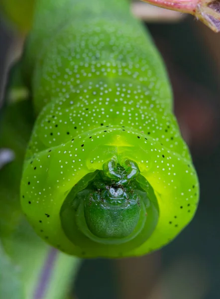 stock image A large green caterpillar. Sits on a vine 