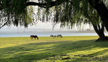 Calm Afternoon at the Lake with Grazing Horses clipart