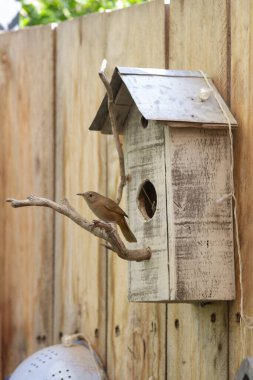 Kuş, bir bahçedeki ahşap bir kuş evinin önündeki dala tünedi.