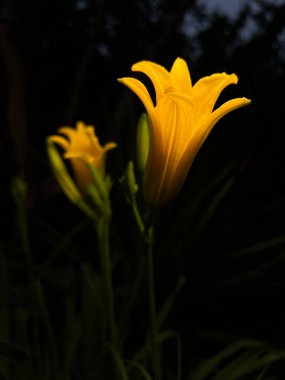 Aydınlatılmış sarı zambak demeti