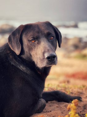 Kumsalda sakin ve rahatlatıcı bir atmosferi olan siyah bir köpek.