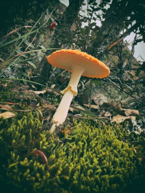 Amanita Muscaria Mantarı (Fly Agaric) Sonbahar Ormanı 'nda Düşen Yapraklarla
