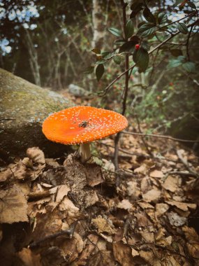 Amanita Muscaria Mantarı (Fly Agaric) Sonbahar Ormanı 'nda Düşen Yapraklarla