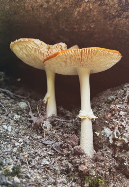 Amanita Muscaria Mantarı (Fly Agaric) Sonbahar Ormanı 'nda Düşen Yapraklarla