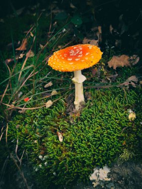 Amanita Muscaria Mantarı (Fly Agaric) Sonbahar Ormanı 'nda Düşen Yapraklarla