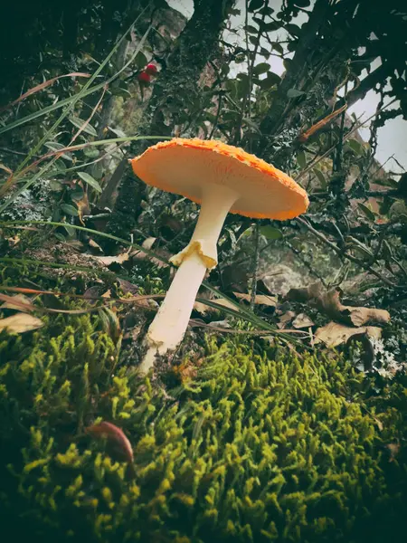 Amanita Muscaria Mantarı (Fly Agaric) Sonbahar Ormanı 'nda Düşen Yapraklarla