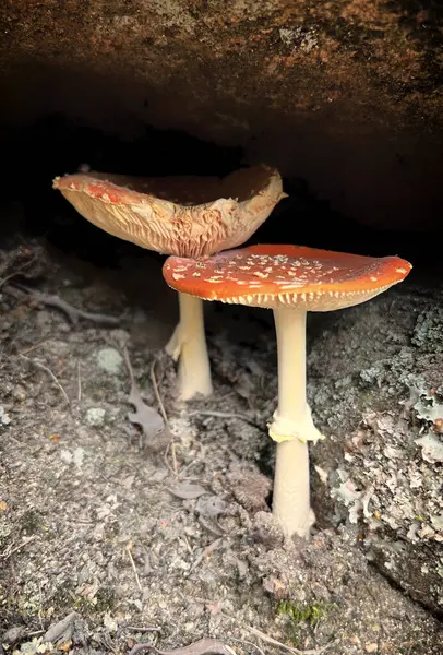 Amanita Muscaria Mantarı (Fly Agaric) Sonbahar Ormanı 'nda Düşen Yapraklarla