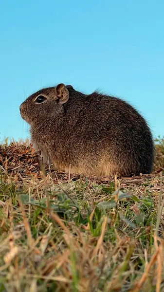 Doğal ortamdaki oyuğun yakınındaki vahşi mağara.