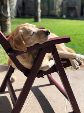Labrador güneşin altındaki bahçe sandalyesinde huzur içinde dinleniyor.