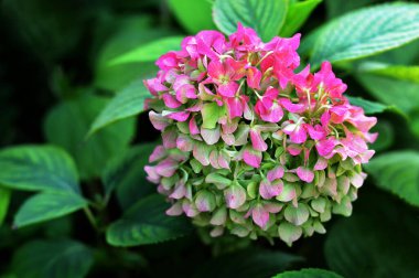 Sonbahar bahçesinde ortanca çiçeği