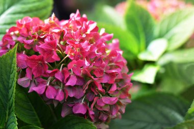 Sonbahar bahçesinde ortanca çiçeği