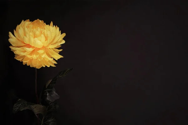 Condolence card with yellow chrysanthemum on black grunge background with copy space