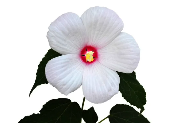 Hibiscus Moscheutos Blume Isoliert Auf Weißem Hintergrund — Stockfoto