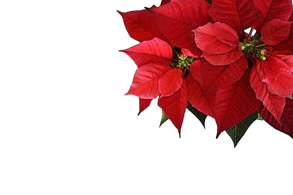 Karácsonyi Poinsettia Virág Elszigetelt Fehér Háttérrel Karácsonyi Üdvözlőlap Másolási Hellyel — Stock Fotó