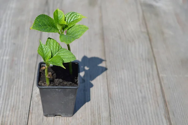 Kök kesimlerden ortanca çoğaltılıyor