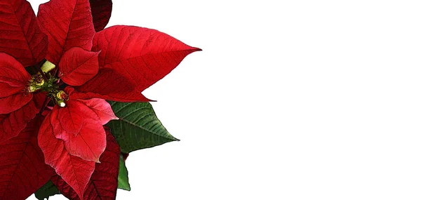 Рождественская Открытка Цветок Poinsettia Изолированы Белом Фоне — стоковое фото