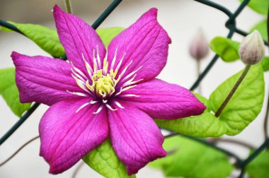 Pink clematis flower blooming in the garden