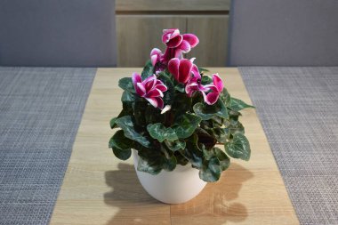 Cyclamen plant in flower pot on the table  