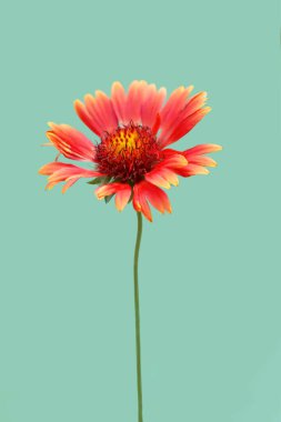 Red Blanket flower isolated on green background. Close up of Gaillardia burgundy flower. 
