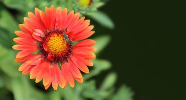 Red blanket flower close up. Gaillardia burgundy flower in the summer garden. Natural floral background concept with copy space. 