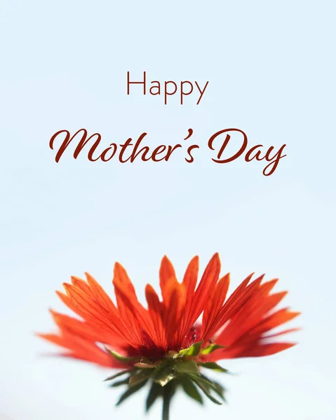 Happy Mothers Day card with red flower isolated on white background
