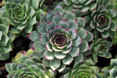 Sempervivum succulent (Houseleek) growing in the garden