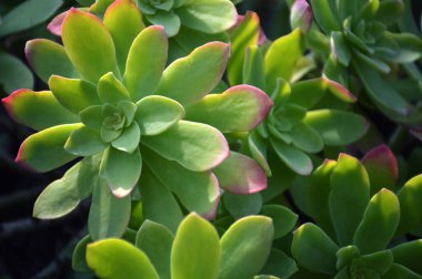 Top view of Sedum palmeri succulent plant