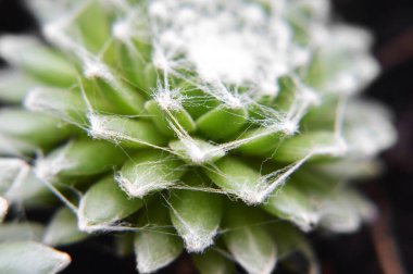 Sempervivum Arachnoideum succulent (Cobweb Houseleek) close up 