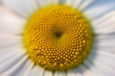Macro image of a daisy flower, selective focus