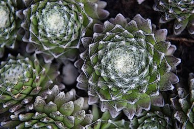 Sempervivum Arachnoideum succulents illustration. Cobweb Houseleeks.