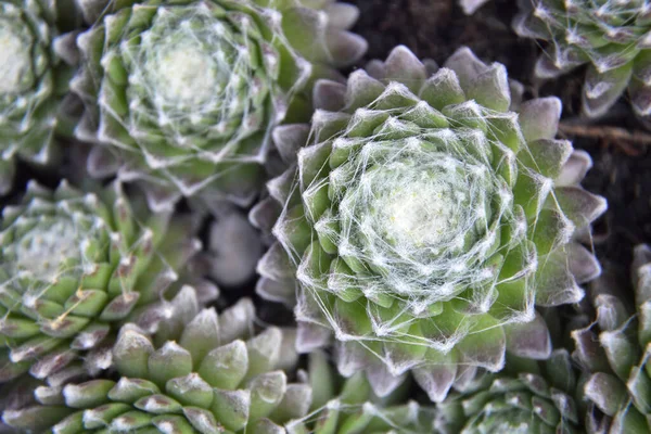 Sempervivum Arachnoideum succulents. Cobweb Houseleeks.